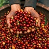 Cà phê Arabica Cầu Đất – Vị ngon thế giới