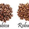 Robusta - Đậm đà hương vị cà phê Việt